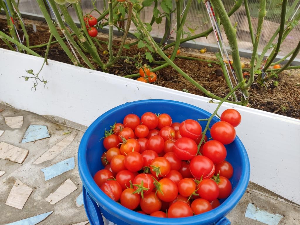 помидоры на рассаду