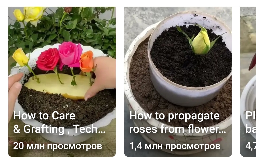 розы из бутонов
