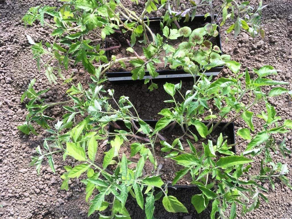 выращивание помидоров без пикировки