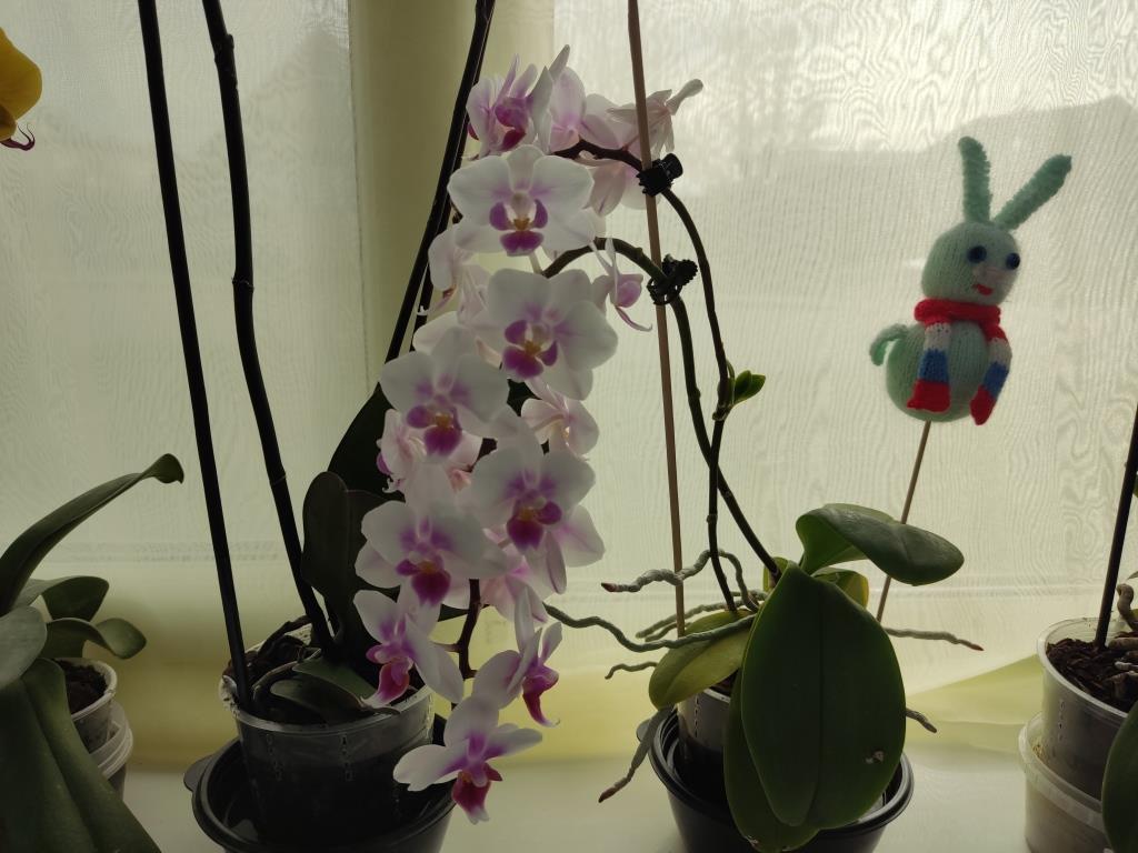 нужно орхидеям
