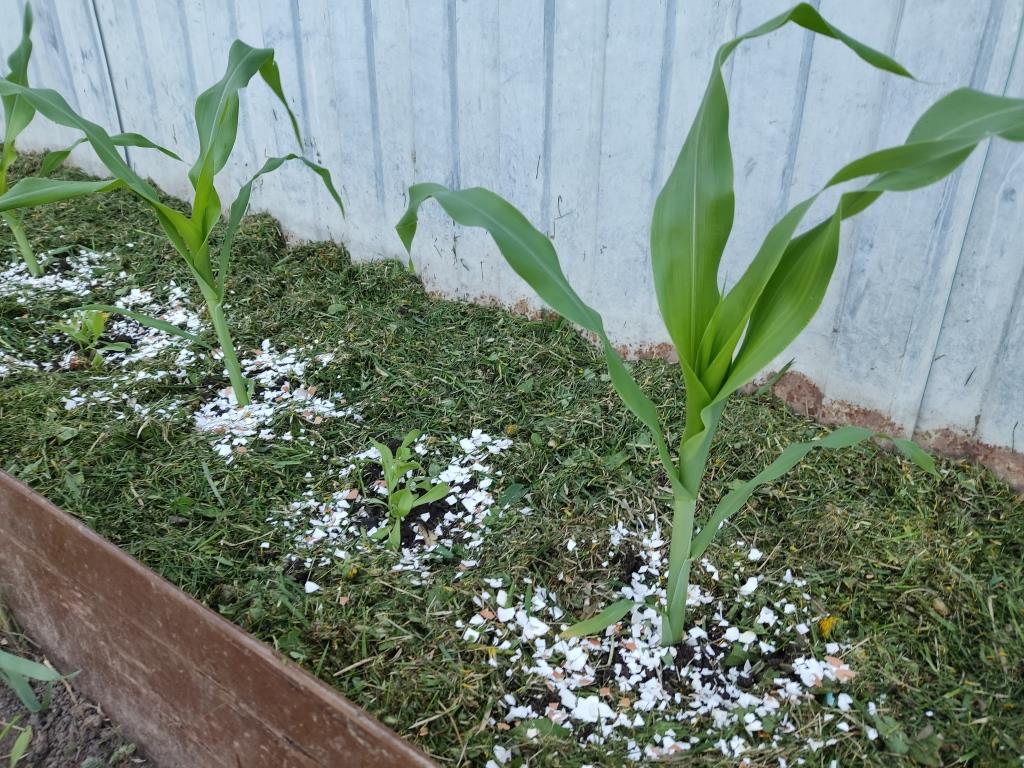 посадить кукурузу