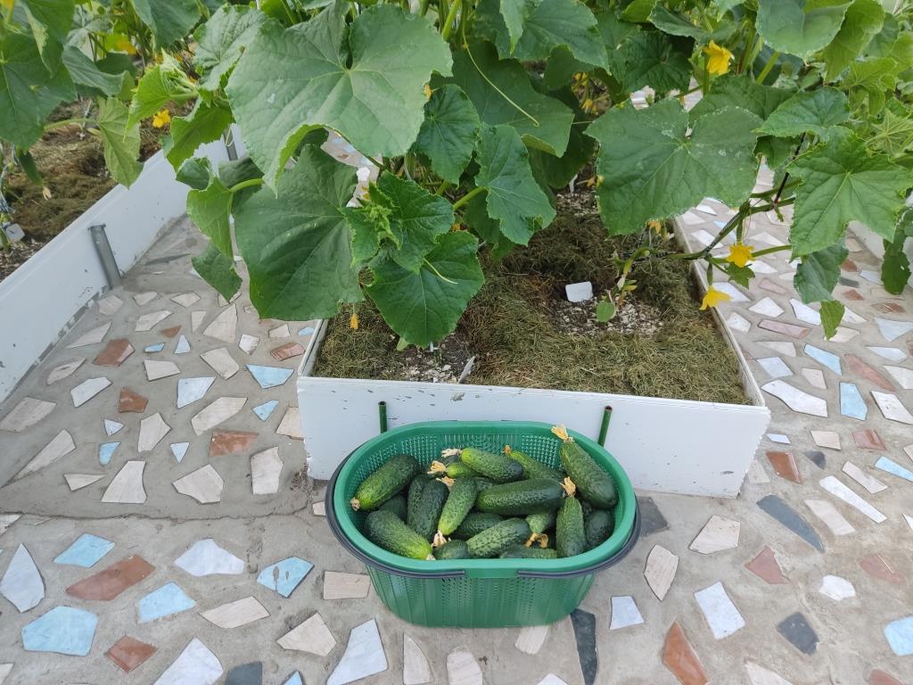урожая огурцов