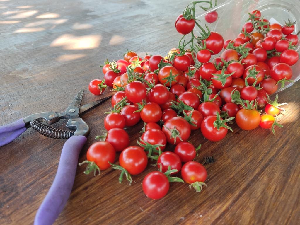 мелкие томаты
