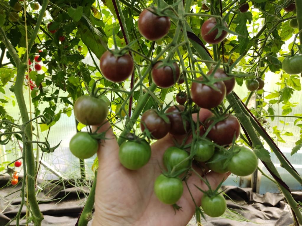 помидоров черный жемчуг