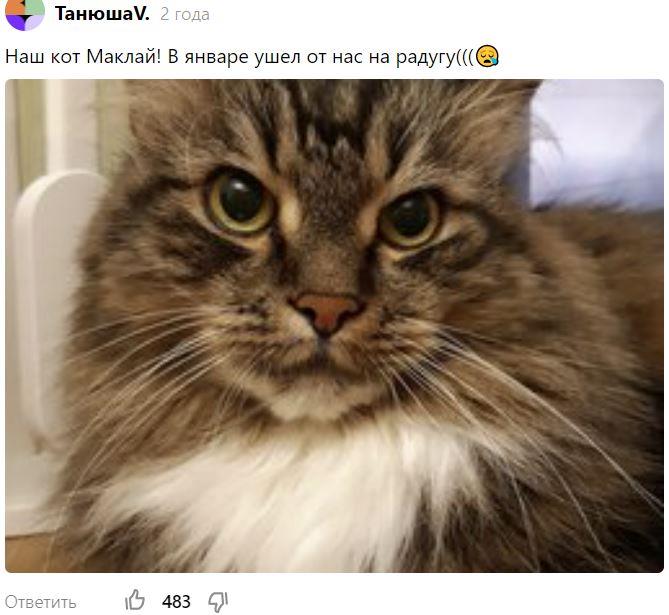 назвать кота