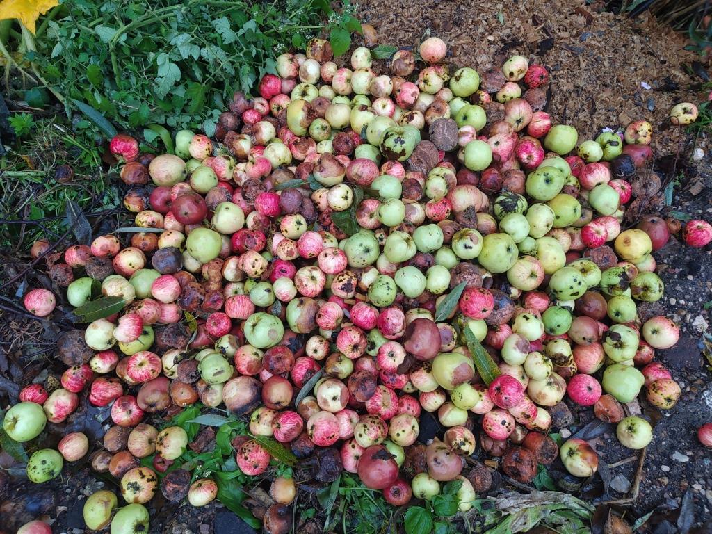 яблоки в компост