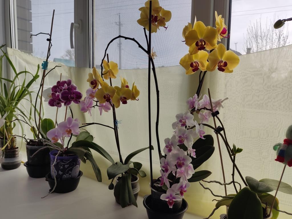 увлечение орхидеями