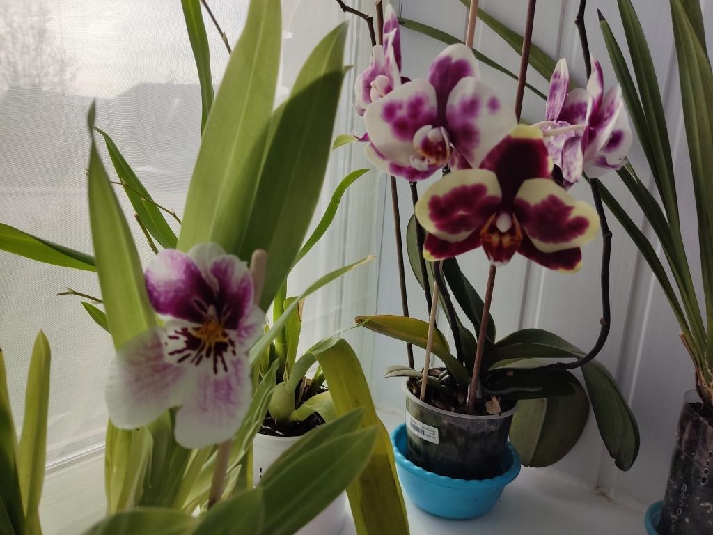 увлечение орхидеями