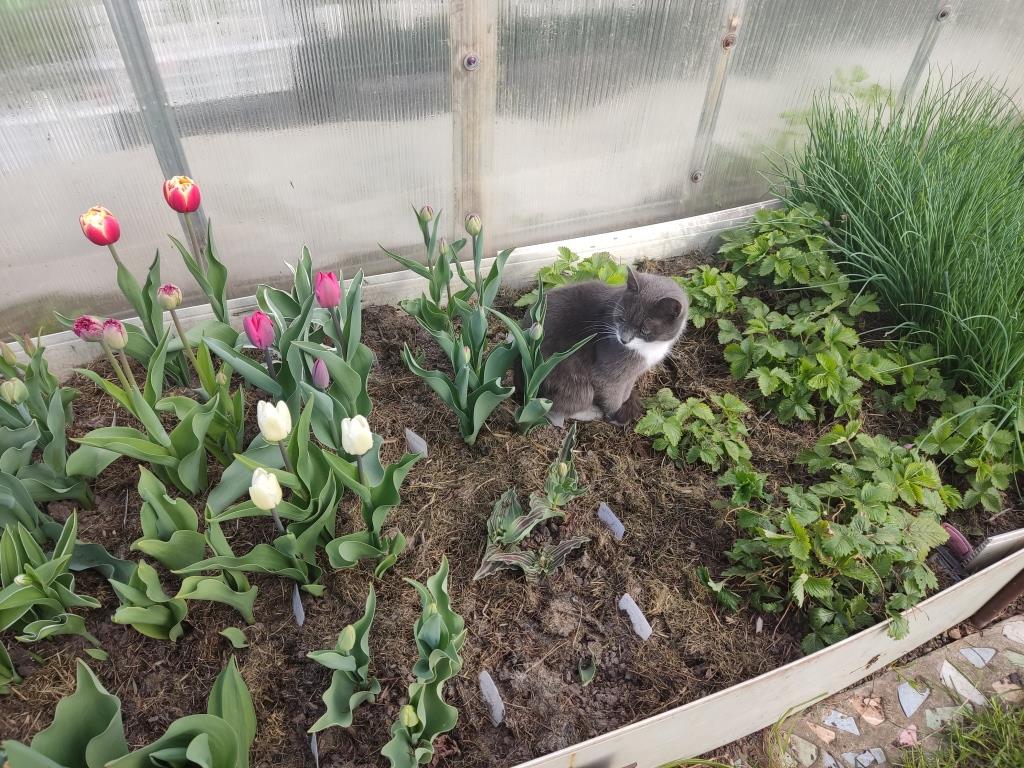 защитить тюльпаны от мышей