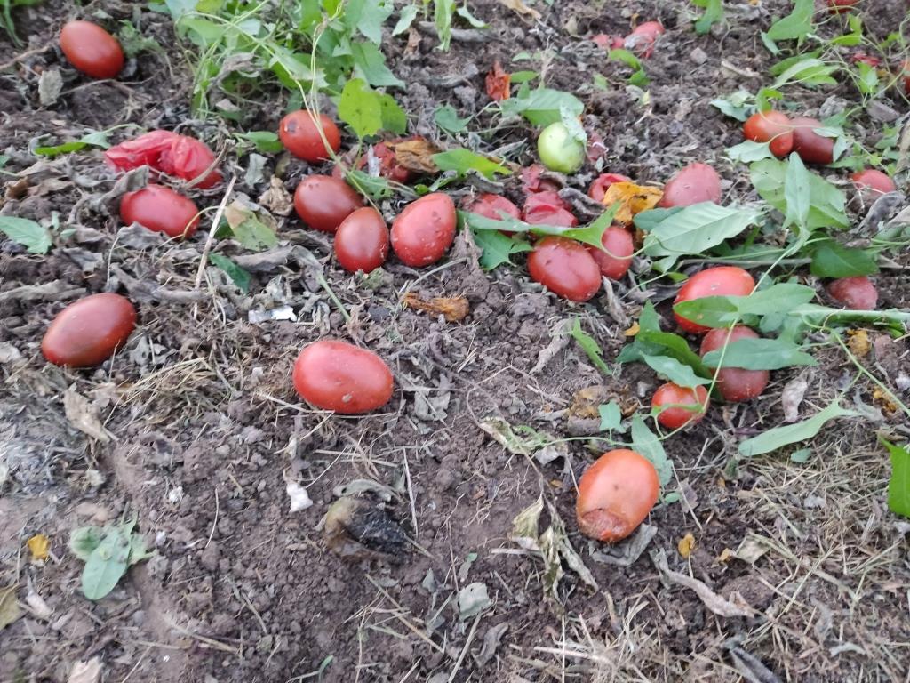 падалица помидоров