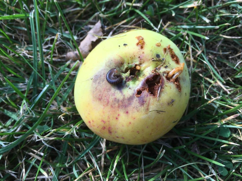 яблоки в компост