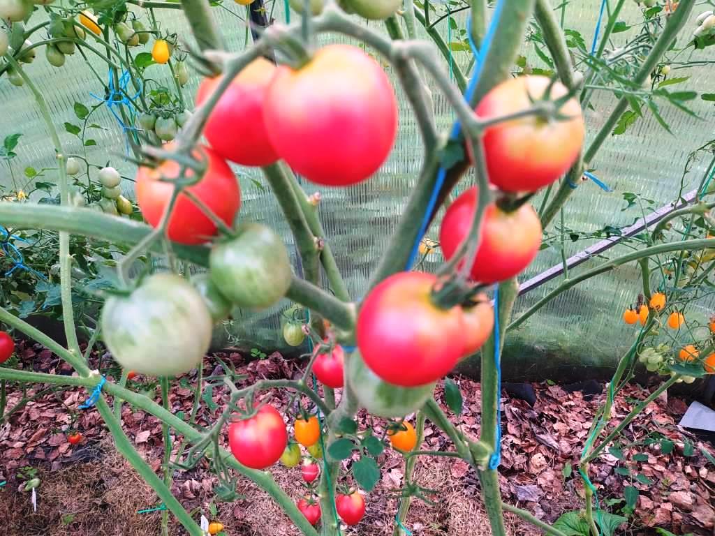 чистоту сортов томатов