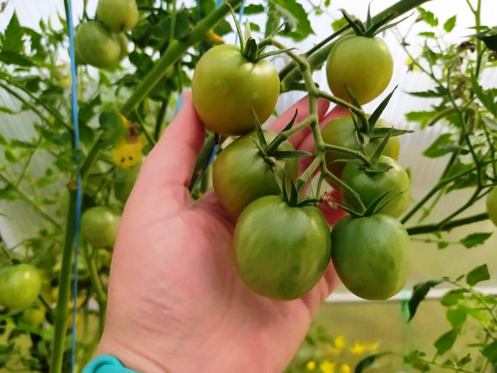 чистоту сортов томатов