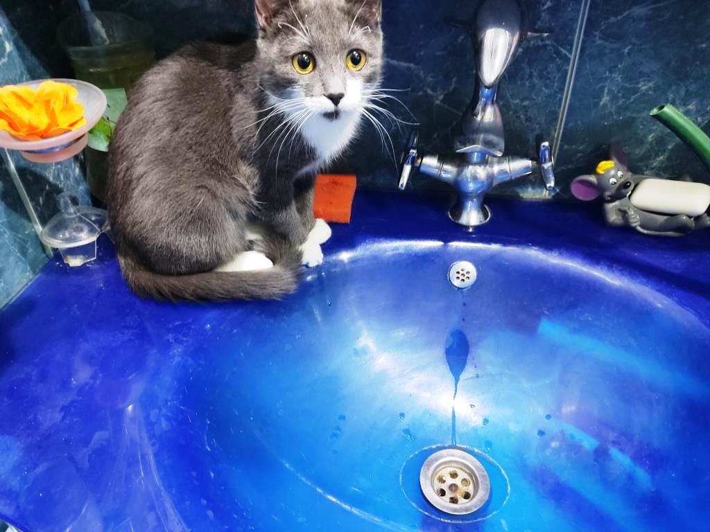 помыть кота спокойно