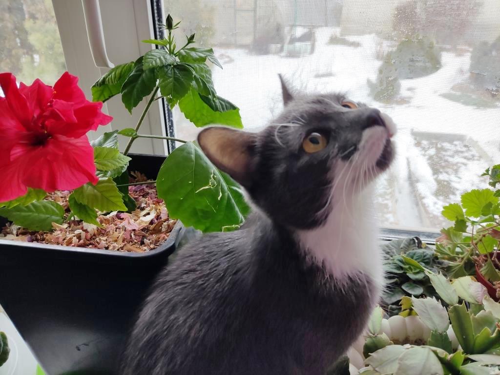 кошка съела цветок