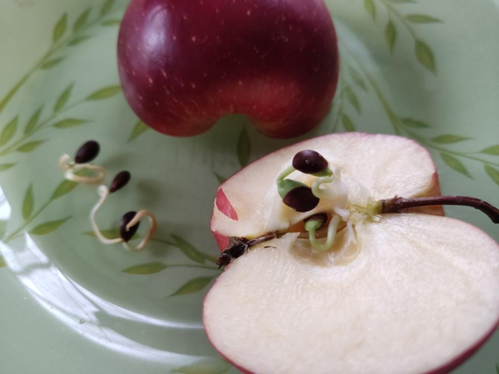 Можно ли из семечка яблока вырастить яблоню. Проросшее семя яблока. Косточки яблок. Культивирование яблони. Косточки яблока проросшие.