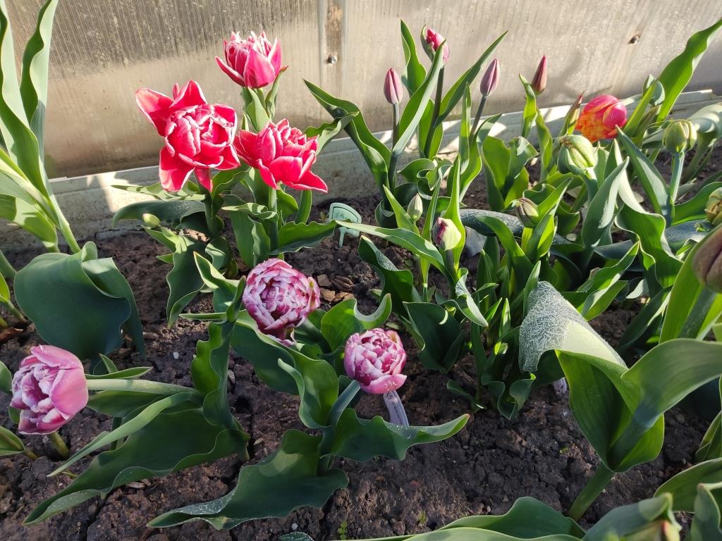 нарциссы и тюльпаны