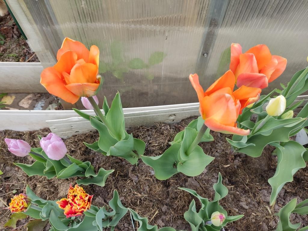 нарциссы и тюльпаны