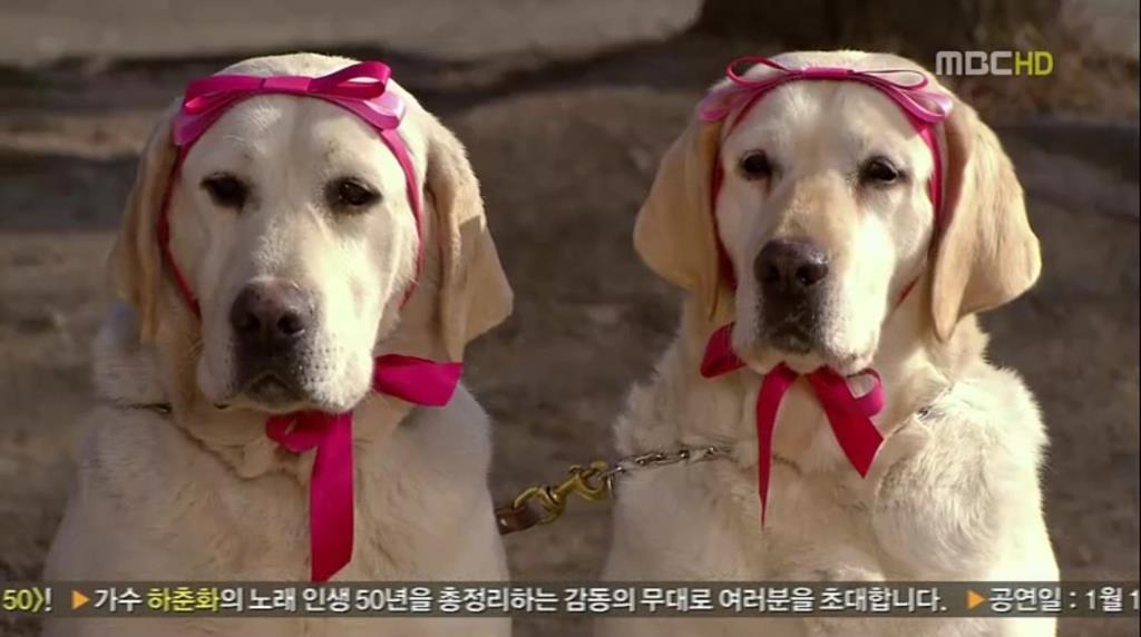 корейцы собак