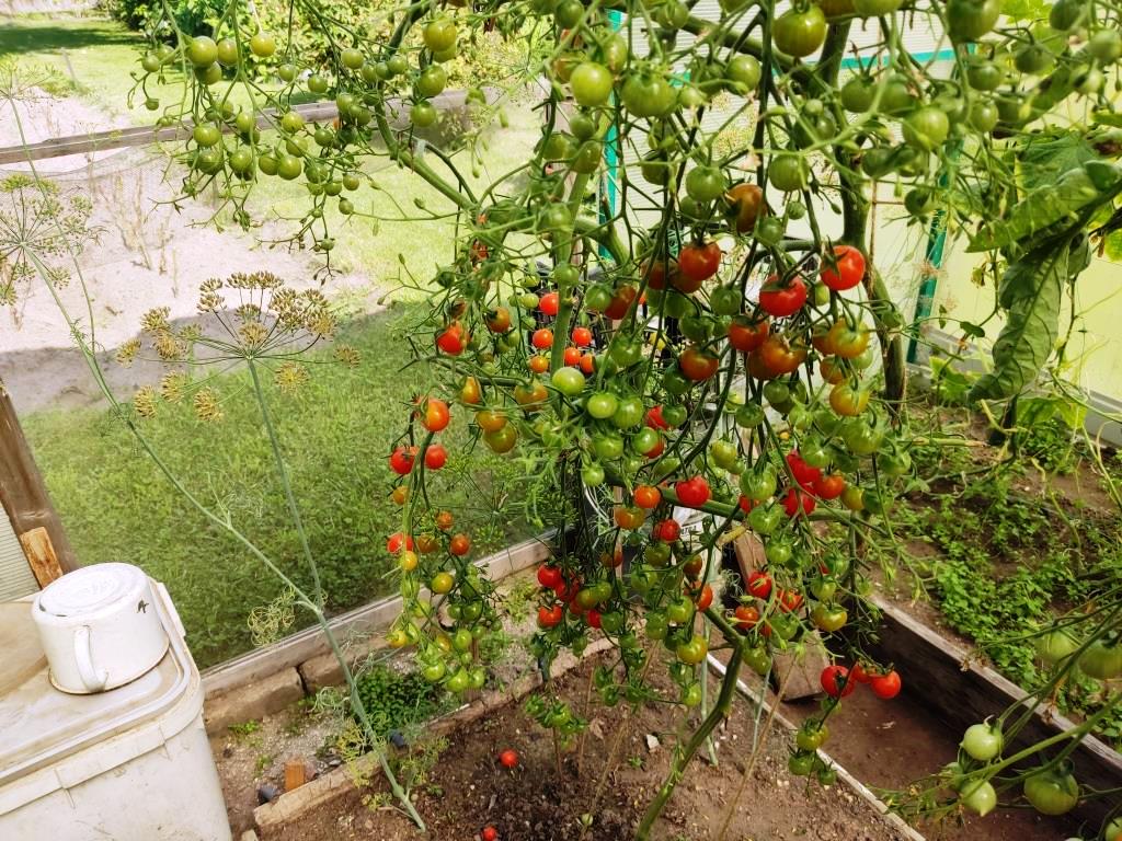 помидоры зимой