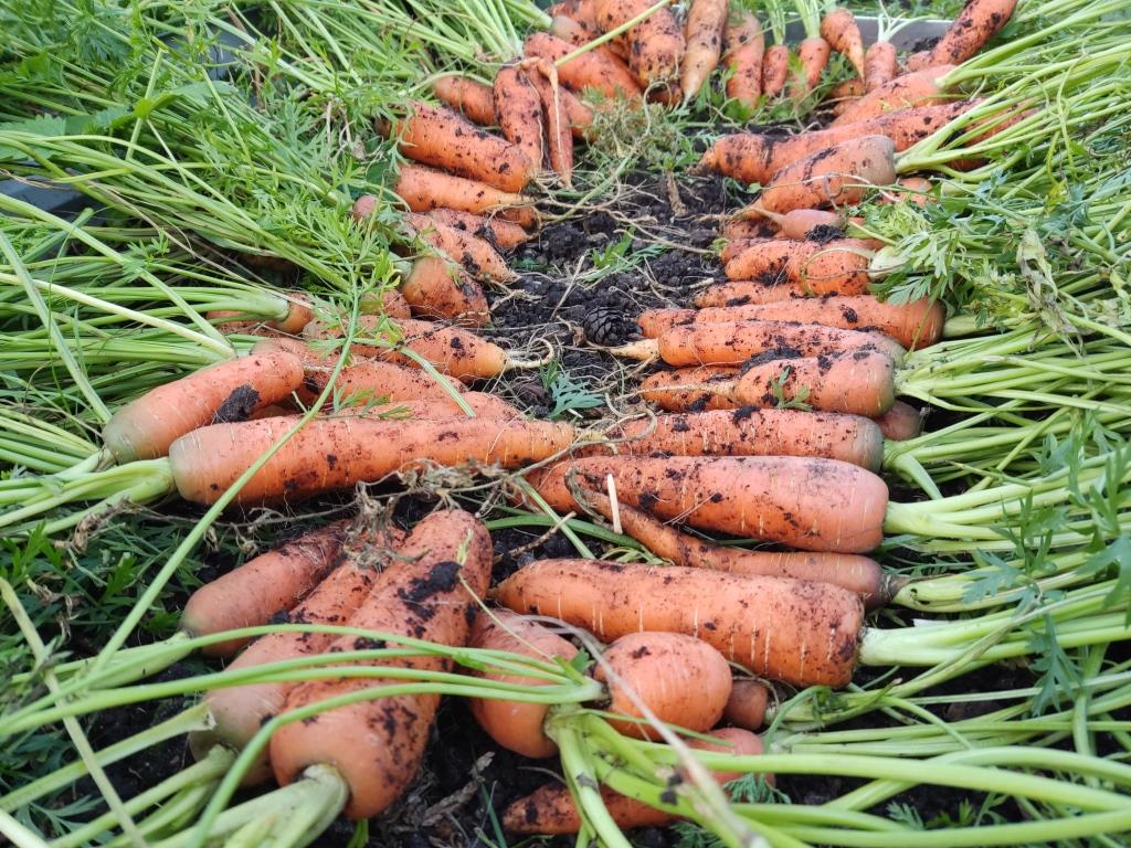 морковь на рассаду