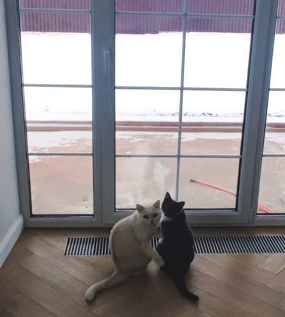 как собака