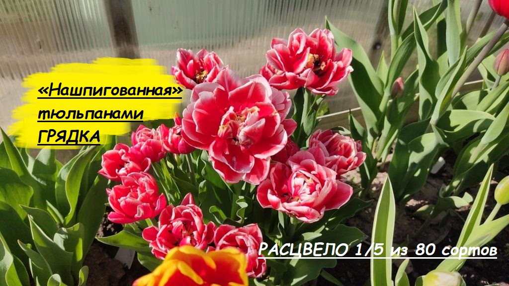 заморозков