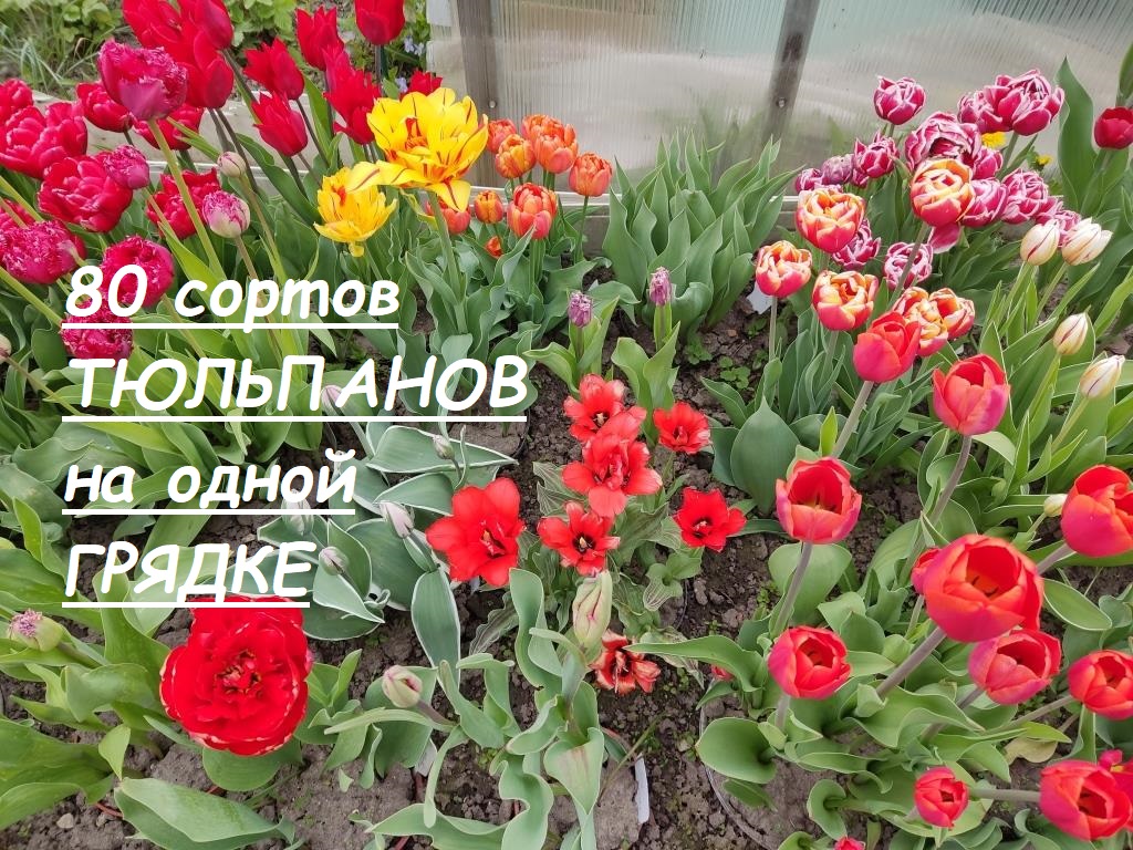 заморозков