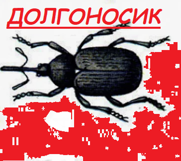 долгоносик