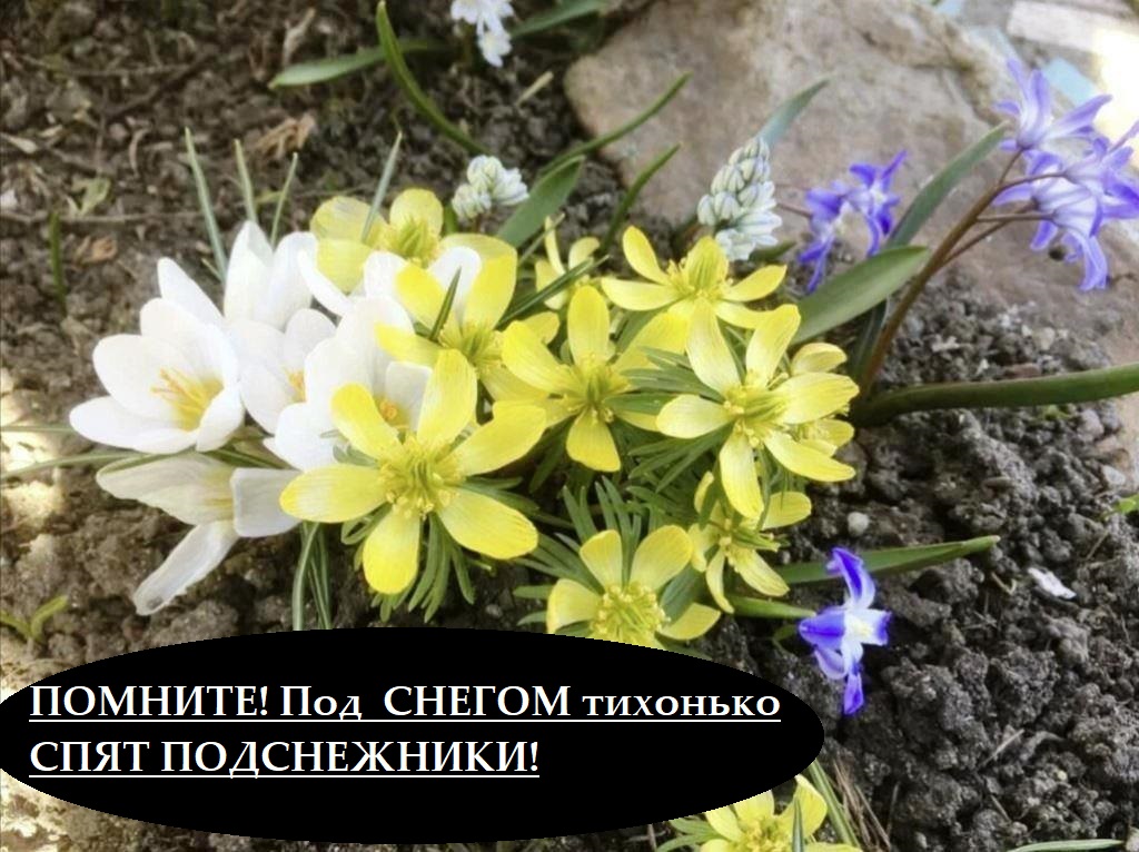 подснежники