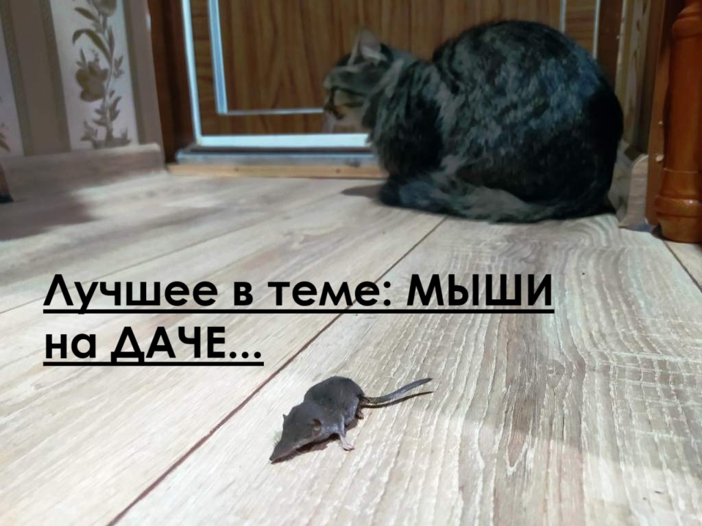 мышей 
