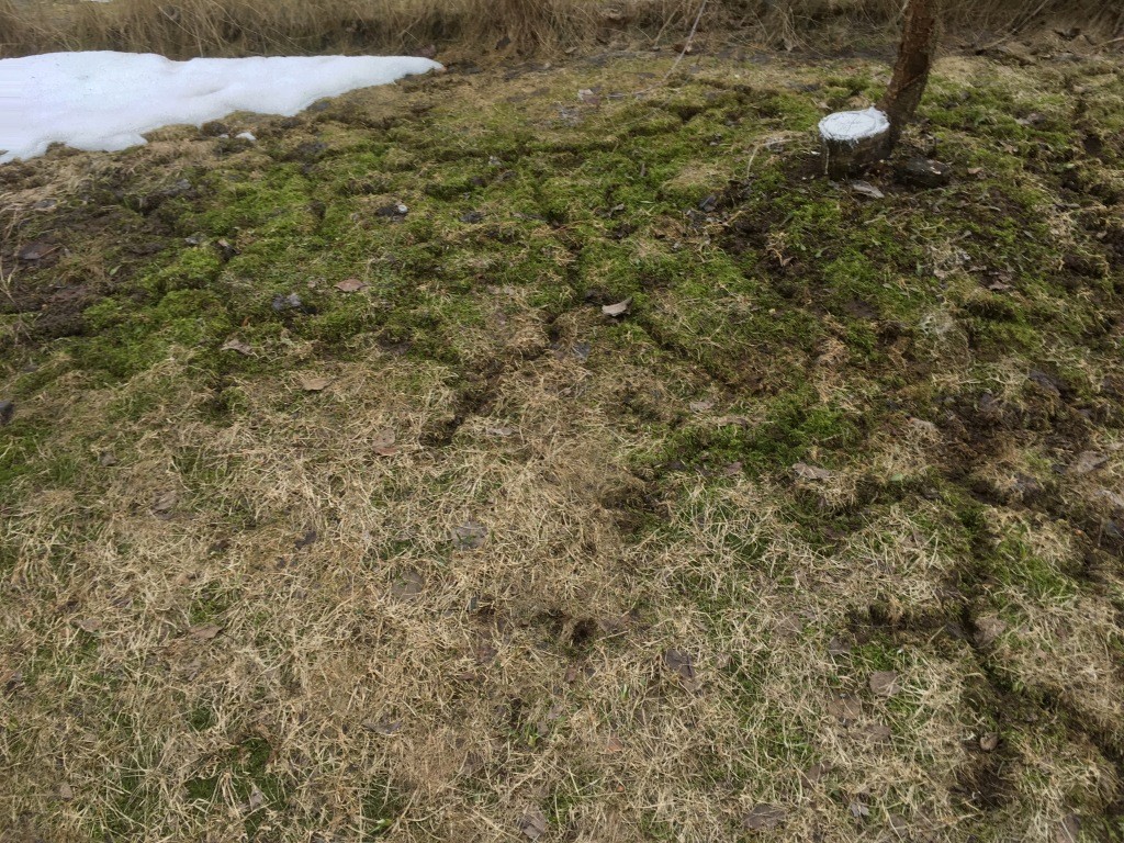 мышей 