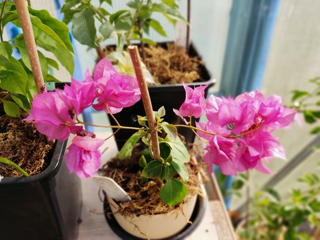 лиана