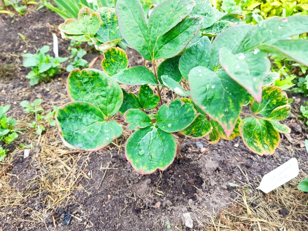 пионы из коробок