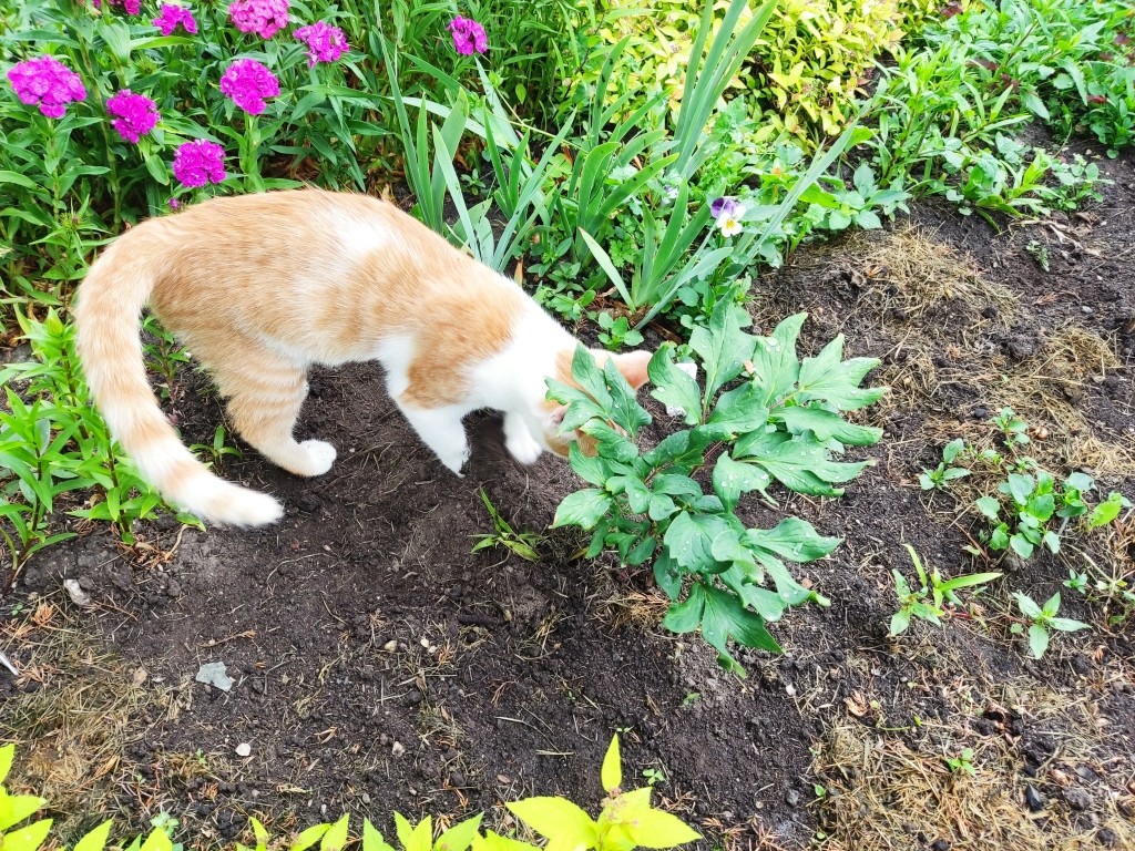 пионы из коробок