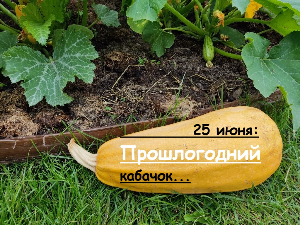 дачная