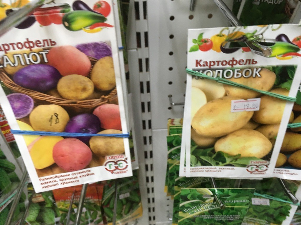 цветы на картошке