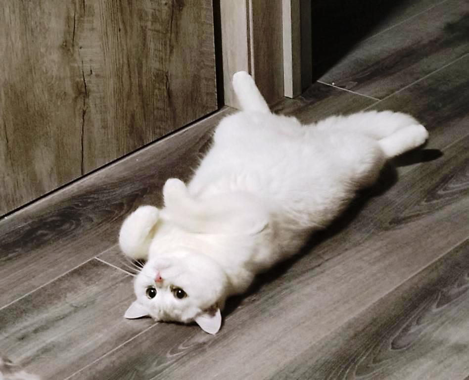«Я за своего кота любые деньги отдам, если он заболеет!»